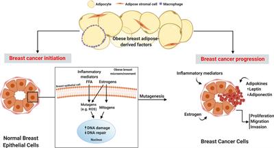 Frontiers Obese Adipose Tissue as a Driver of Breast Cancer